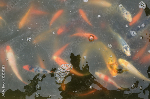 Many goldfish in the pond