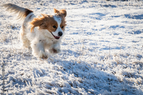 small coloured sweet dogs cavaliers running in to the snowy wild forest © Magdalena