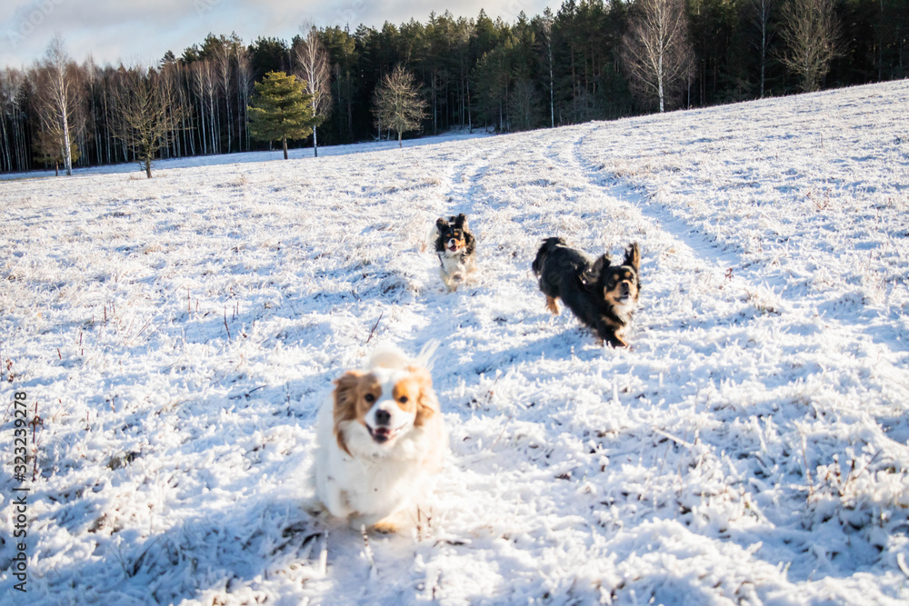 two dogs cavaliers running in to the snowy wild forest two dogs cavaliers running in to the snowy wild forest