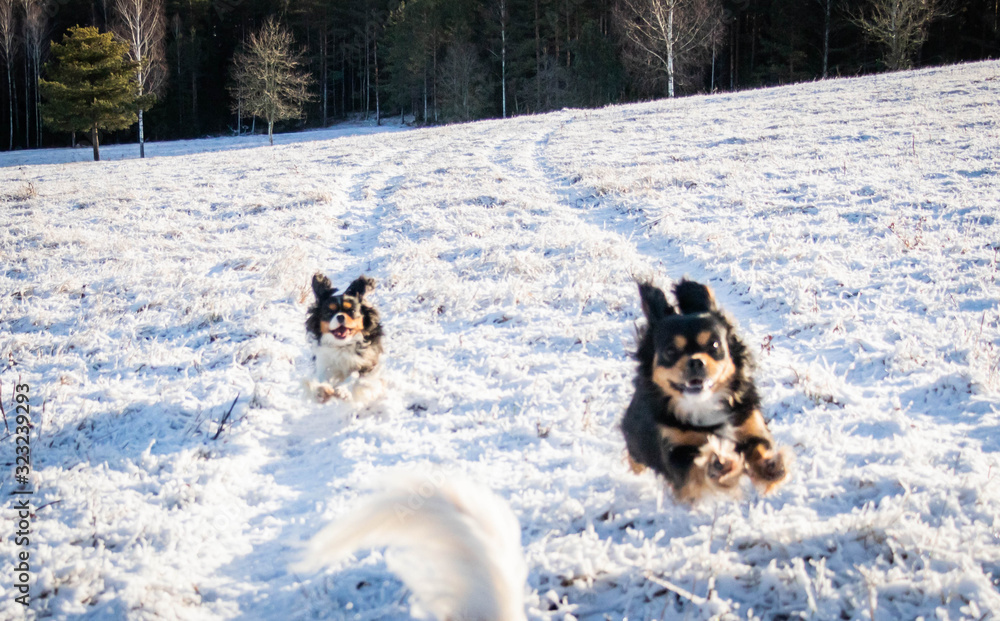two dogs cavaliers running in to the snowy wild forest two dogs cavaliers running in to the snowy wild forest