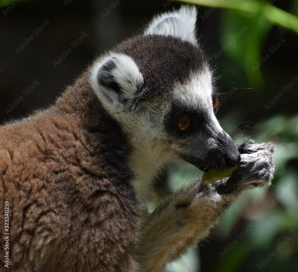 Obraz premium Close up of a ring-tailed lemur eating fruit in the forest
