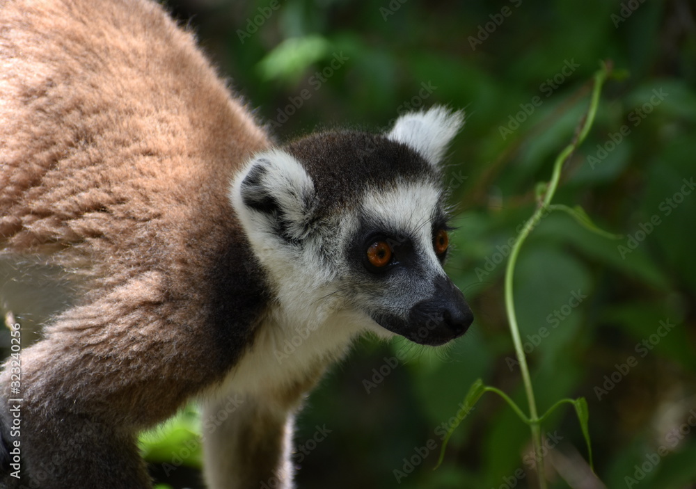 Fototapeta premium Ring-tailed lemur looking at something in the forest