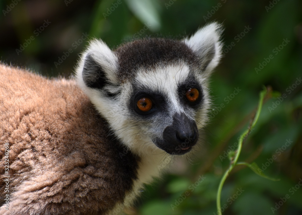 Obraz premium Beautiful ring-tailed lemur looking at the camera in the jungle