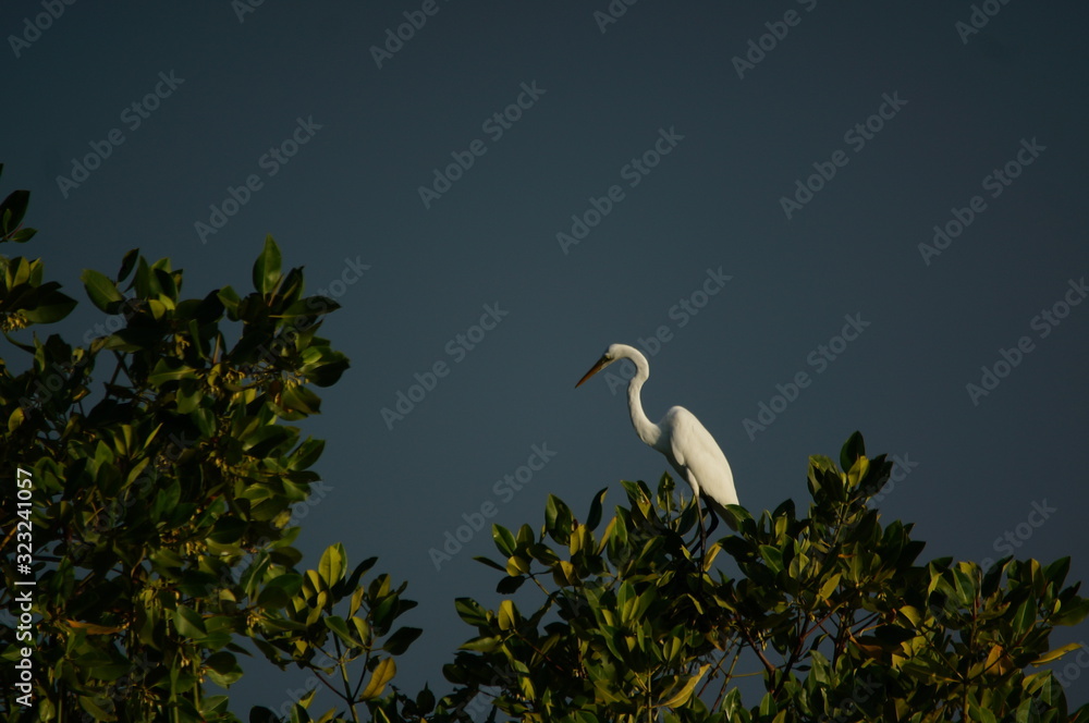 Great egret (Ardea alba) perched on a tree branch Great egret (Ardea alba) perched on a tree branch