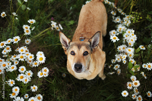 Loyal sitting dog amidst chamomiles at summer day