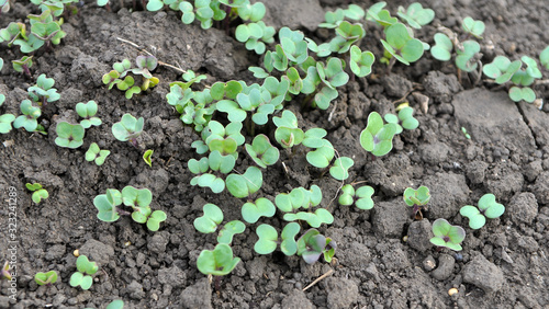 Mustard sprouts grown for organic green fertilizer