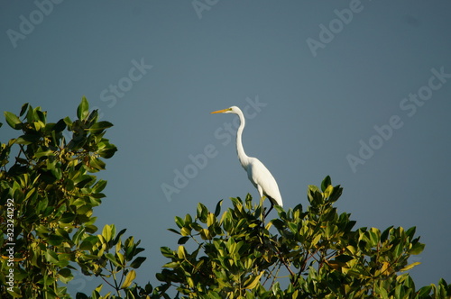 Great egret (Ardea alba) perched on a tree branch