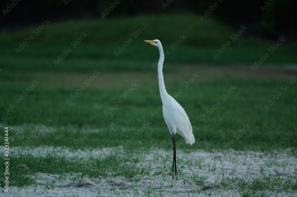 Fototapeta premium Great egret (Ardea alba) perched on watery soil
