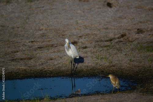 Great egret (Ardea alba) perched on watery soil photo