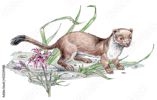 Stoat. Mustela erminea. Widespread throughout Britain. Frequents woods, hedgerows, farms, moors and sand dunes, etc. Favours areas with good cover. photo