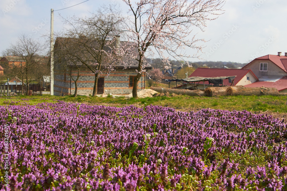 Obraz premium landscape of purple flowers with house,landscape in the village with purple flowers on a background of rural houses