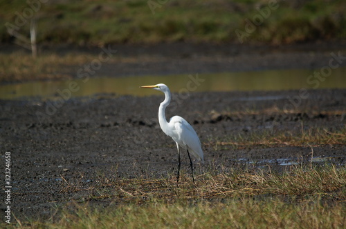 Great egret  Ardea alba  perched on watery soil