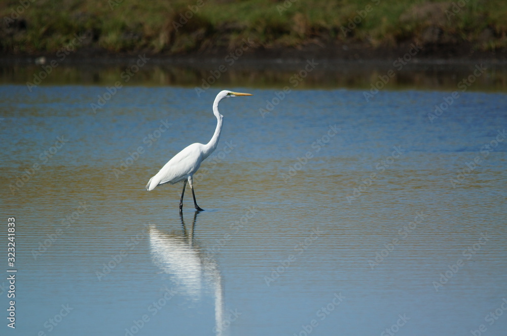 Obraz premium Great egret (Ardea alba) perched on watery soil