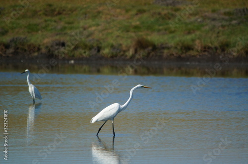 Great egret (Ardea alba) perched on watery soil