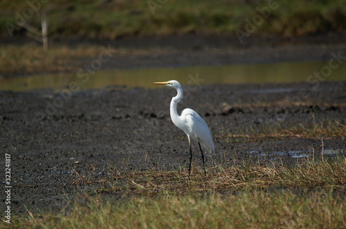 Great egret (Ardea alba) perched on watery soil photo