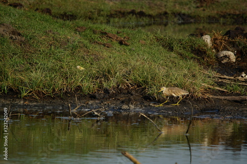Javan pond heron (Ardeola speciosa) perched on the ground
