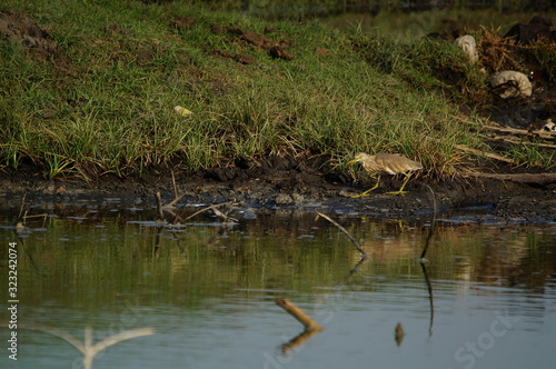 Javan pond heron (Ardeola speciosa) perched on the ground