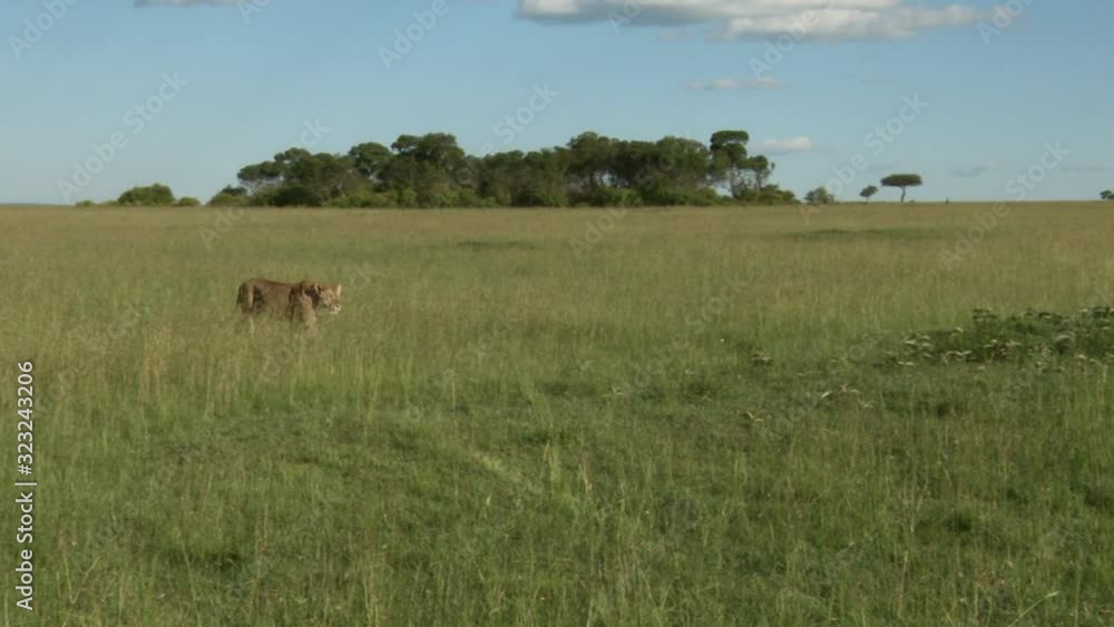 African lion (Panthera leo) female walking on savannah, Masai Mara, Kenya. African lion (Panthera leo) female walking on savannah, Masai Mara, Kenya.