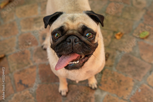 Gorgeous tan colored pug dog standing with tongue hanging out