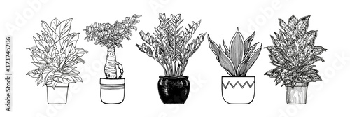 Houseplants in flowerpots. Vector hand drawn outlines, black and white sketch illustration isolated on white background. Design elements. Ecology concept.