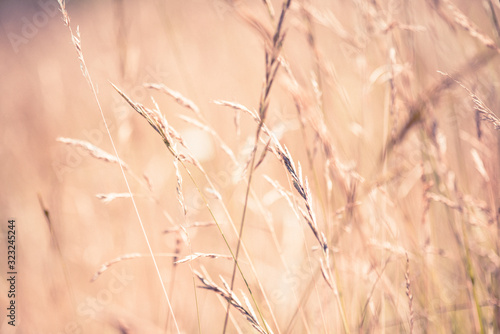 Wheat close-up on a hot summer day 