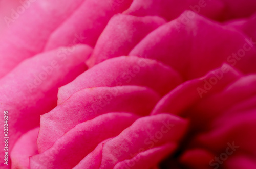 Pink rose petals with blurred pattern background © Kunchit
