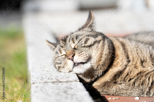 Entspannte Katze genießt die Sonne im Garten photo