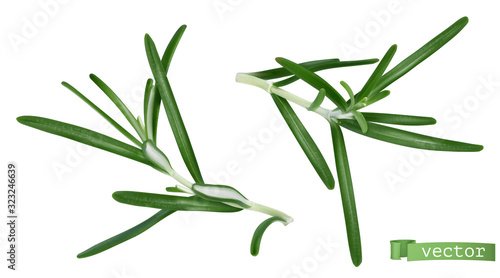 Rosmarinus, rosemary. 3d realistic food illustration. Vector object