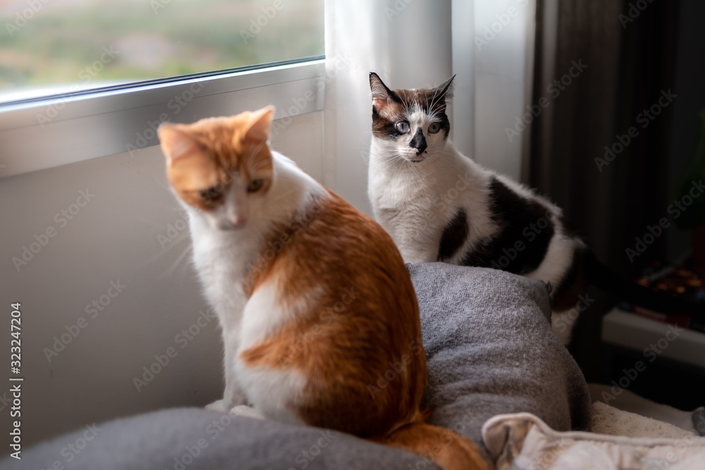 gato blanco y marron y gato blanco y negro sentados en un sofa, dejan de  mirar por la ventana y mira hacia atras foto de Stock | Adobe Stock