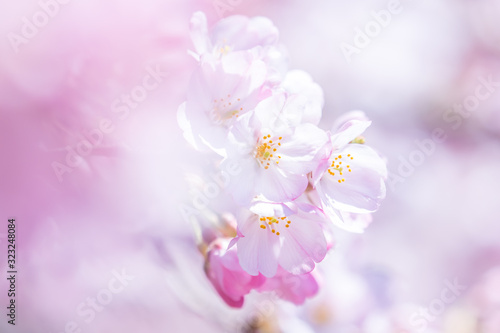 桜 cherry blossom 8