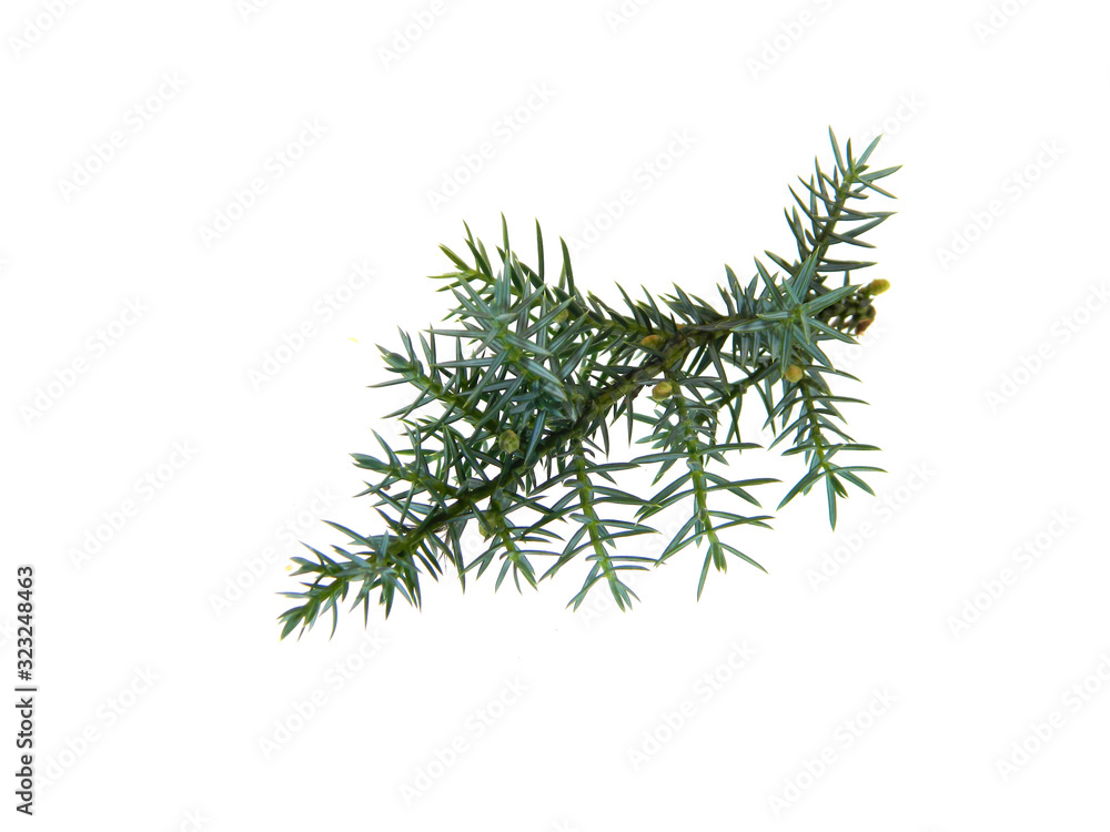 Christmas tree branch isolated on white background Christmas tree branch isolated on white background