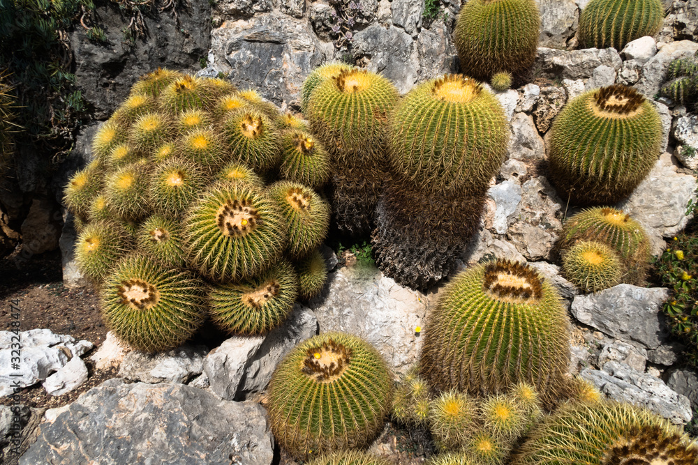 MONTE CARLO,MONACO - SEPTEMBER 12, 2017: A cactus group in the botanical garden of Monaco MONTE CARLO,MONACO - SEPTEMBER 12, 2017: A cactus group in the botanical garden of Monaco