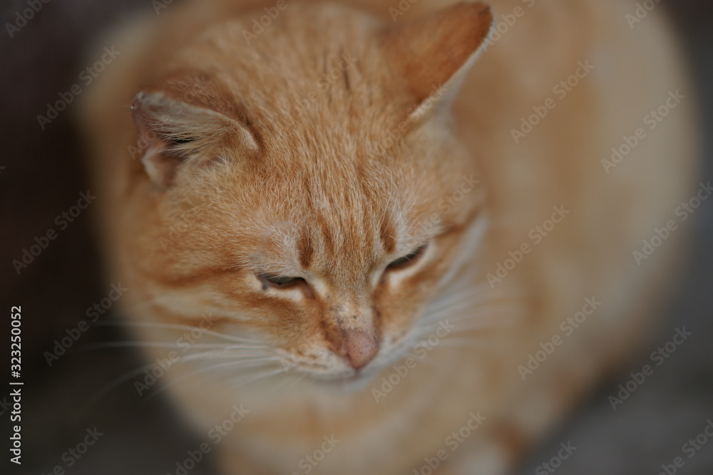 Pale ginger cat is resting closeup portrait.