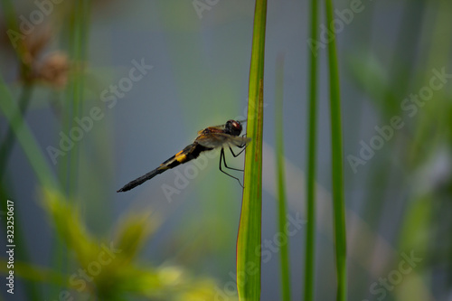 Macro Yellow-striped Flutterer resting on blade of grass