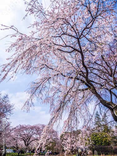 Wallpaper Mural 桜 cherry blossom 27 Torontodigital.ca