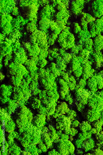 bright green moss for office decor closeup