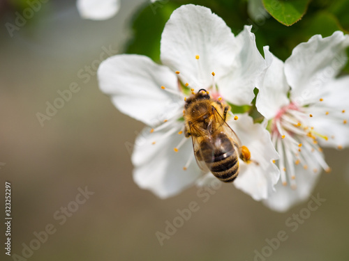 Honeybee collecting honey from flower of prunus tree