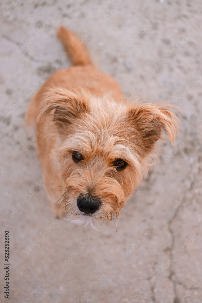 Adorable dog sitting and looking up Adorable dog sitting and looking up
