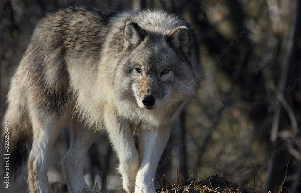 timber wolf in forest during winter timber wolf in forest during winter