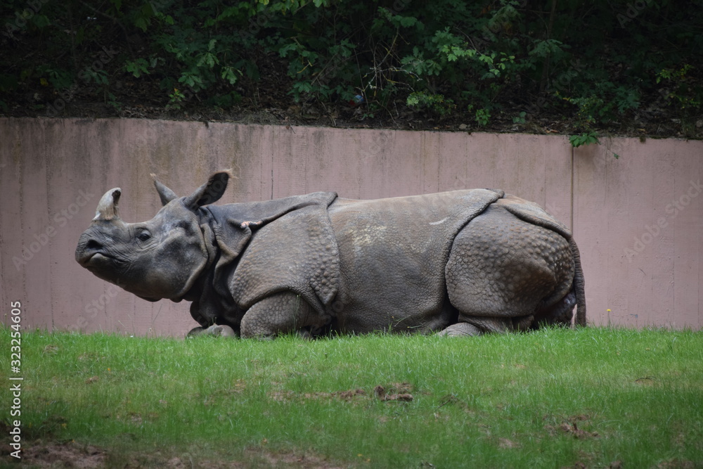 Obraz premium Zoo, Tier, Nürnberg, Wild, Natur