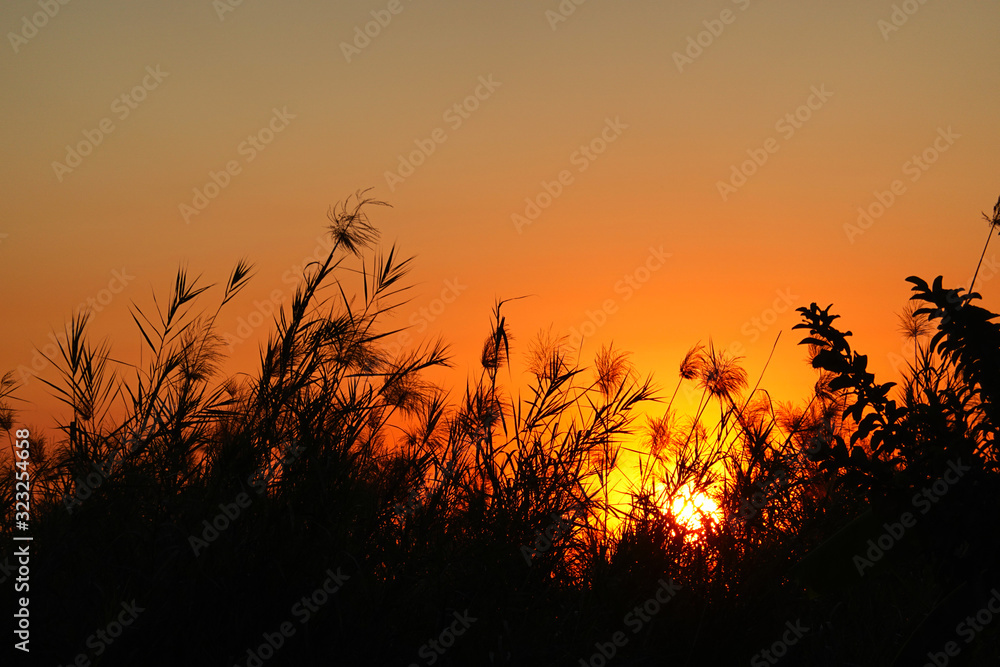Obraz premium silhouette of grass with the sunset sky background, beautiful nature