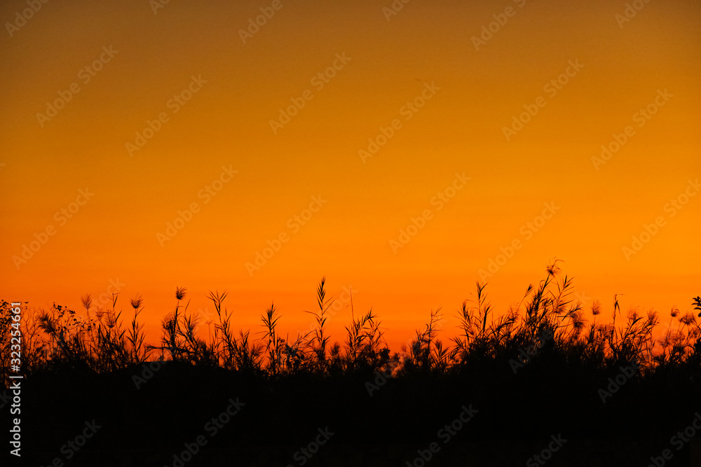 silhouette of grass with the sunset sky background, beautiful nature