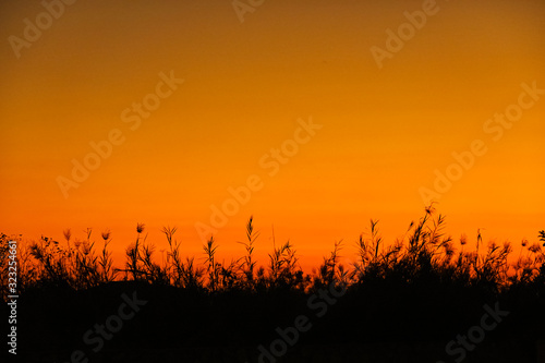 silhouette of grass with the sunset sky background  beautiful nature
