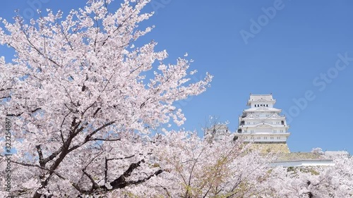 姫路城と風に揺れる満開の桜