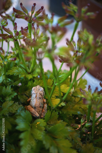Japanese tree frog hiding in a potted plant. They are free to change their body color and are now gray.