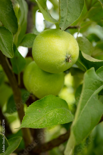 Wallpaper Mural Green apples on a tree. Torontodigital.ca