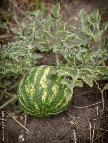 Watermelon grows on the ground