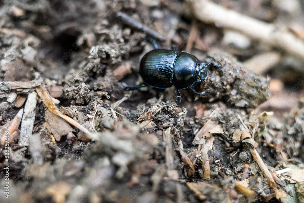 Mistkäfer im Wald Mistkäfer im Wald