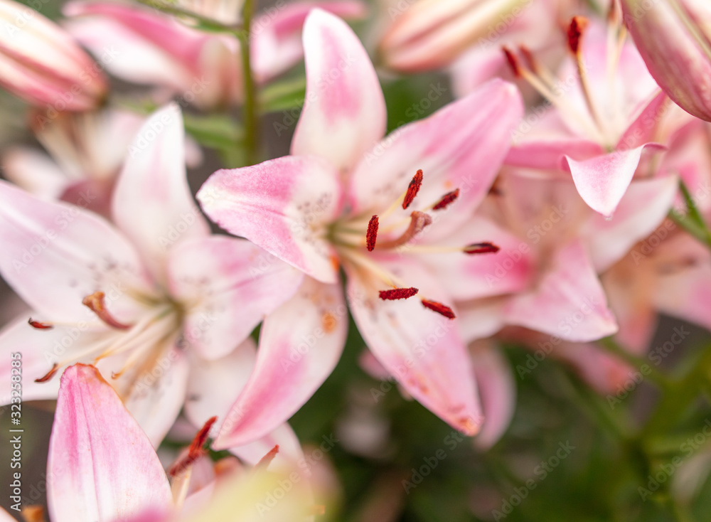Pink flower in the park.
