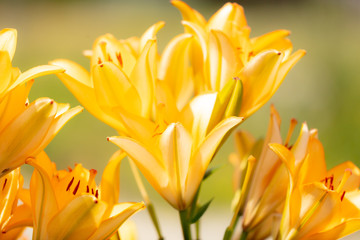 Fototapete Honigfarbe Gelbe Blume im Park.  © schankz